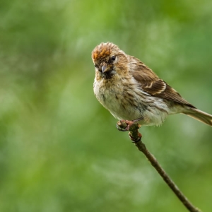 Redwell   June   2016 (510 Of 659).jpg